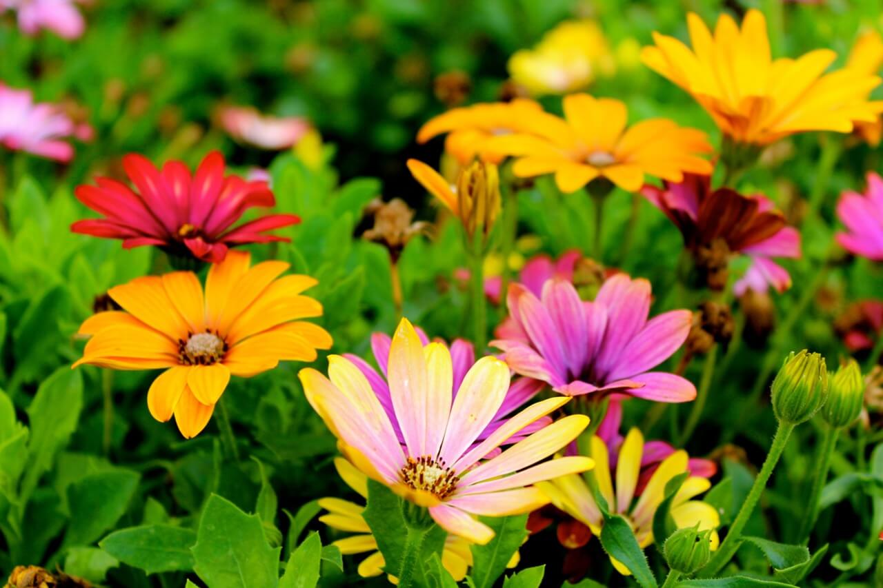 colorful flowers growing