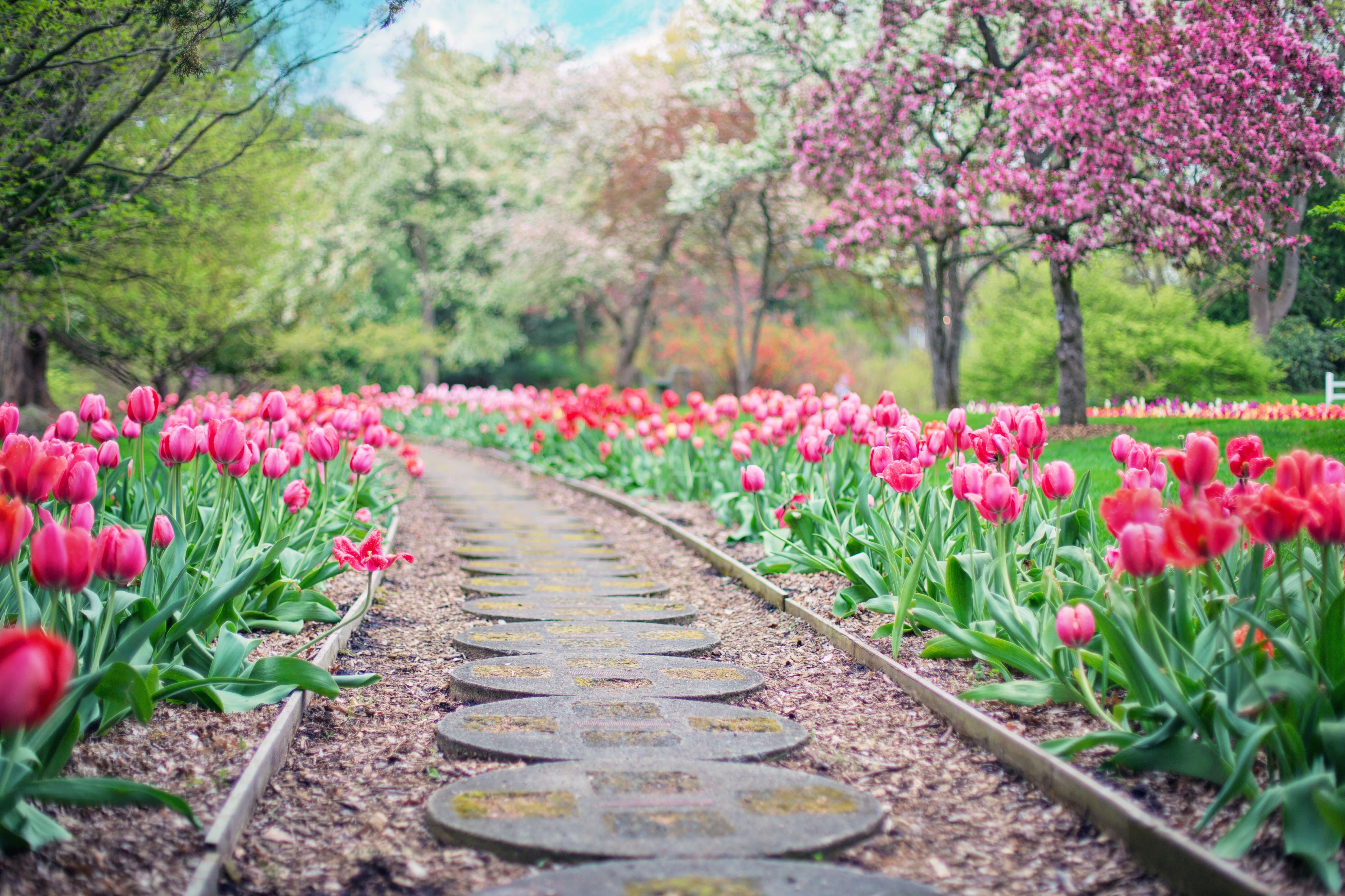 stone path in flower garden